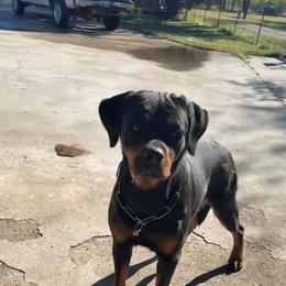 TKs Kloe - Black and mahogany female Rottweiler puppy in Humble, Texas from Inexorable Haus Early Rotts