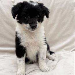 Female I - Black and white female Border Collie puppy in Okeechobee, Florida from Cowtown Corgis & Border Collies