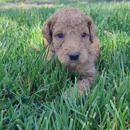 Willy (Gray Collar) - Apricot male Goldendoodle puppy in Lincoln, California from Lincoln Goldendoodles