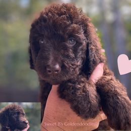 Pink Collar - Chocolate female Goldendoodle puppy in Ringgold, Georgia from Sweet B’s Goldendoodles