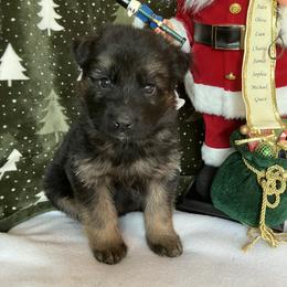 Blizzard - Black and tan male German Shepherd puppy in Walla Walla, Washington from Silver Knight Shepherds