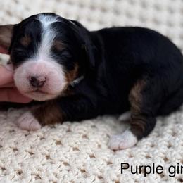 Purple collar girl - Tri-color female Bernedoodle puppy in Colorado Springs, Colorado from Mercy Mountain Bernedoodles