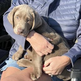 Dilute Retrievers and Labrador Retrievers from RidgeView Silver Labradors