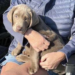 Dilute Retrievers and Labrador Retrievers from RidgeView Silver Labradors