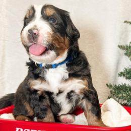 Delaware (Blue) - Black rust and white male Bernese Mountain Dog puppy in Boiling Springs, South Carolina from OlliePups, LLC