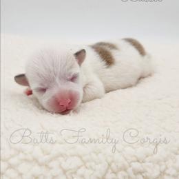 Lassie - Sable merle and white female American Corgi puppy in Cameron, North Carolina from Butts Family Corgis