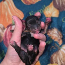 Venus - Black and gold female Yorkshire Terrier puppy in Lakeland, Florida from You Me & The Yorkies