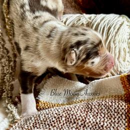 Girl 3 - Red merle female Australian Shepherd puppy in Ramona, California from Blue Moon Aussies