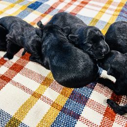 Cookie - Black female Miniature Schnauzer puppy in Springfield, Tennessee from My Lovable Schnauzers