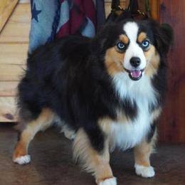 Cornelia - Miniature Australian Shepherd