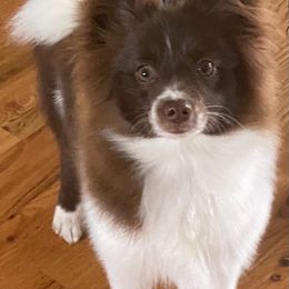 Pomskies from Coleys Canines