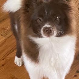 Pomskies from Coleys Canines