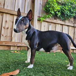 Panda - Miniature Bull Terrier