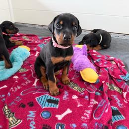 Light Pink collar Girl - Black and rust female Doberman Pinscher puppy in Madison, Indiana from Jensen Dobermans and Dachshunds