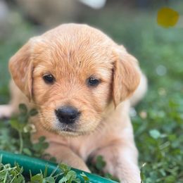 Yellow Girl - Golden female Golden Retriever puppy in Scio, Oregon from Stackhouse Family Farm