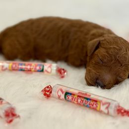 Smarties - Red  male Poodle puppy in Salem, Oregon from Lavish Poodles