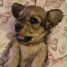 Maize AKC Long Haired shaded cream mini dachshund - Cream female Dachshund puppy in Las Cruces, New Mexico from The Dachshund Den