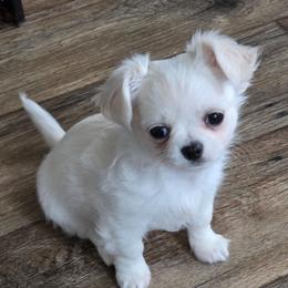 Boy1 - White male Chihuahua puppy in Alaska from Snowy Mountains Chihuahua