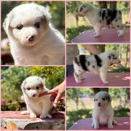 Blue Merle female 1 - Blue merle female Australian Shepherd puppy in Castle Rock, Washington from Zoolo Kennels “HOF”
