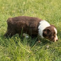 Pickles - Red tri-color female Australian Shepherd puppy in Franktown, Colorado from Double NB Livestock LLC
