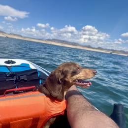 Dachshund All Grown Up from Vorhies Family Dachshunds