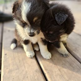 Pomsky Puppies from VooDoux Farms