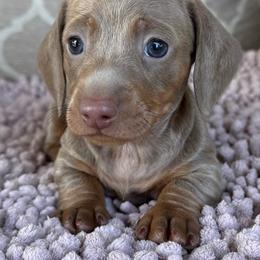 AKC Boy 3 - Fawn (Isabella) male Dachshund puppy in Joshua Tree, California from Desert Dreams Ranch