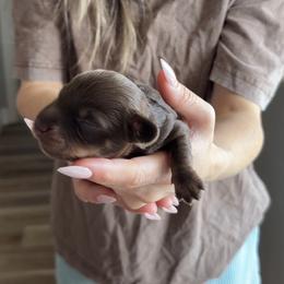Dachshund Puppies from Lone Star Dachshunds