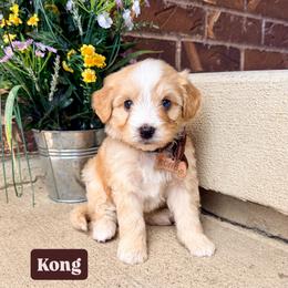 Kong - Red male Bernedoodle puppy in West Haven, Utah from Split Mountain Doodles