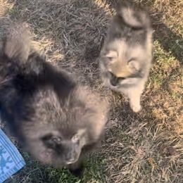 Pomeranian Puppies from Bougie Pomz