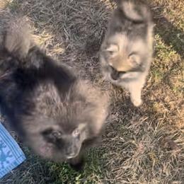 Pomeranian Puppies from Bougie Pomz