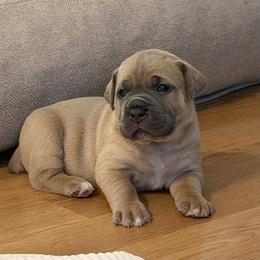 Yellow collar - Fawn male Cane Corso puppy in Briggs, Texas from Capital City Corso’s