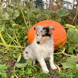 Bella - Blue merle female Collie puppy in Hinckley, Minnesota from Rusty Spur Collies
