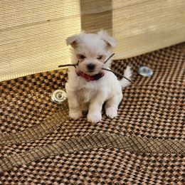 Morkie Puppies from My Precious Pups