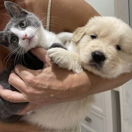 Golden Retriever Puppies from Laryssa Stefano