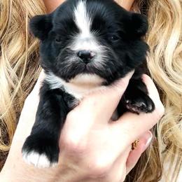 Black male - Black male Shih Tzu puppy in Phillipsburg, New Jersey from Debilyn’s Shih Tzu’s