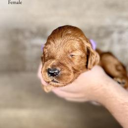 Irene - Red  female Goldendoodle puppy in Abilene, Texas from Mesquite Kennels
