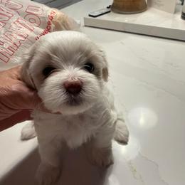 Girl 1 - Red female Havanese puppy in Morriston, Florida from OPA! Havanese (formerly Elysium Fields)