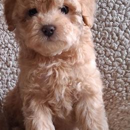 Charlie - Red male Maltipoo puppy in Crestview, Florida from Little Cupcakes and Little Pumpkins Maltipoos