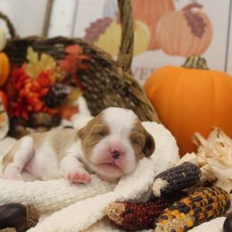 Cavalier King Charles Spaniel Puppies from Noble Ridge Cavaliers