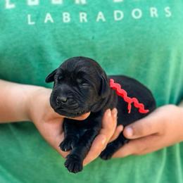 Red Girl - Black female Labrador Retriever puppy in Lake City, Michigan from Loon Lake Labradors