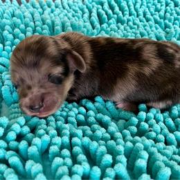 Johny - Black and cream male Dachshund puppy in Wolf Lake, Indiana from Canisteo Dachshunds