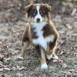 Marshall - Red tri male Miniature Australian Shepherd puppy in Natural Dam, Arkansas from Natural State Aussies