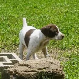 German Shorthaired Pointers from Tr7 Piney  Creek