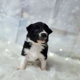 Romano - Black and white male Border Collie puppy in Avilla, Indiana from Borderline Kennels