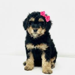 Blanche - Phantom female Goldendoodle puppy in Columbus, Montana from Comfort Doodle