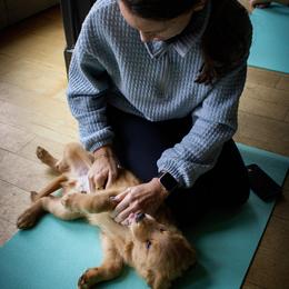Golden Retriever Puppies from Northern Lights Goldens