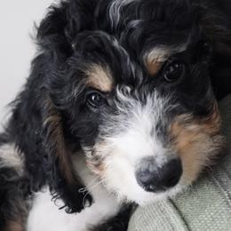 Boy 2 - Tri-color Bernedoodle puppy in Murray, Utah from Bernepups