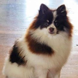Annie - Pomeranian
