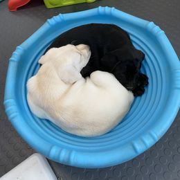 Labrador Retriever Puppies from Hunters Dream Labradors